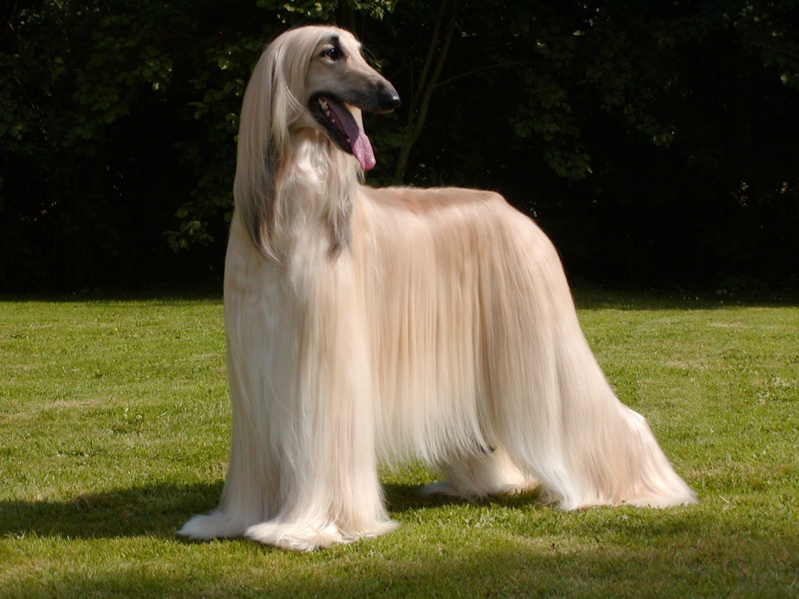 Afghan Hound ou Galgo Afegão