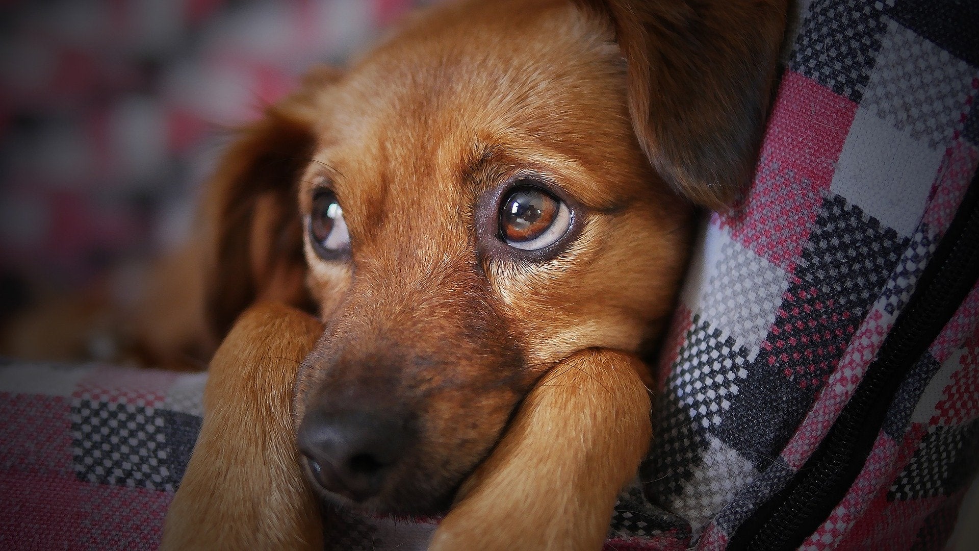 Quero adotar um cachorro: o que devo saber antes de adotar?